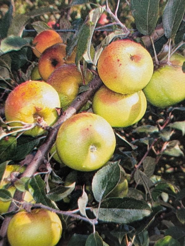 pomme glace