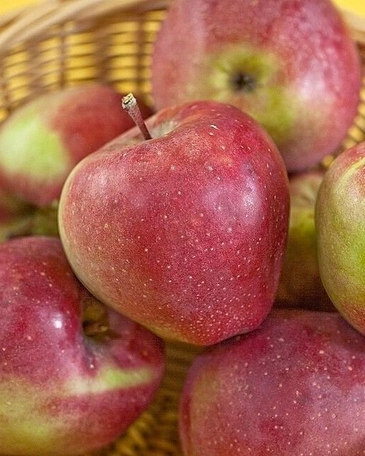 pomme gloster pommier gloster acheter