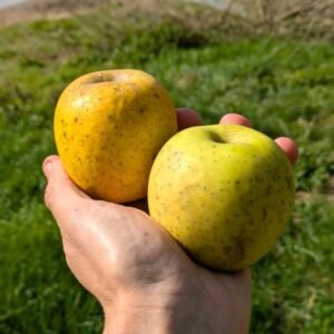 pommier goldrush dordogne