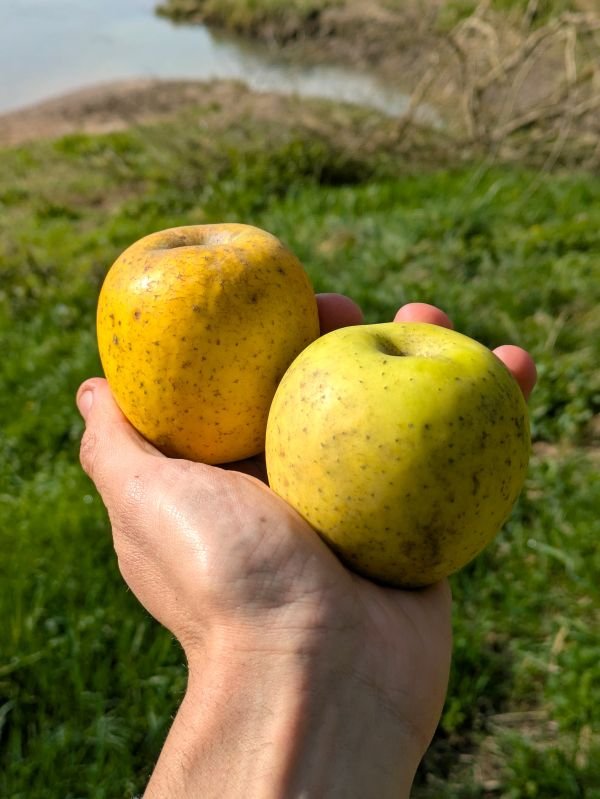 pommier goldrush dordogne