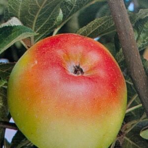 pomme pierre