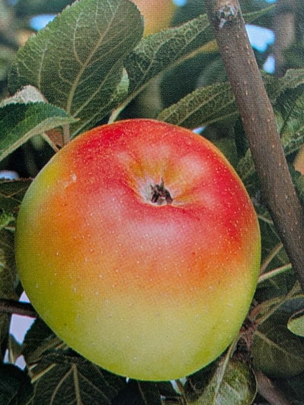 pomme pierre pomme pierre