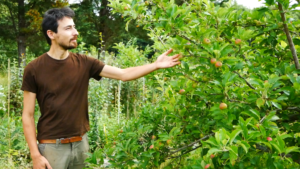 la haie fruitière nourricière
