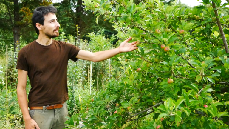 la haie fruitière nourricière